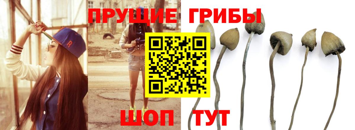 Галлюциногенные грибы MAGIC MUSHROOMS  Вход с VPN  Новоалександровск  Псилоцибиновые грибы MAGIC MUSHROOMS 
